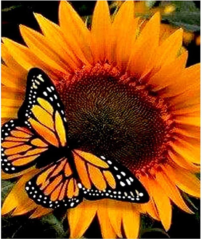 New 15.7" x 11.8" DIY Diamond Painting Kits | Butterfly Sunflower Arts Craft