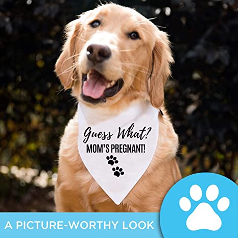 New Washable Pet Accessories | Pregnancy Reveal Scarf | Pregnancy Announcement Dog Bandana