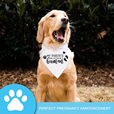 New Washable Pet Accessories | Pregnancy Reveal Scarf | Pregnancy Announcement Dog Bandana